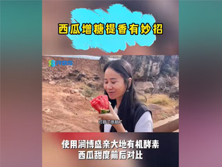 西瓜增糖提香有妙招，使用潤(rùn)博盛親大地有機(jī)酵素，西瓜甜度前后對(duì)比