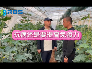 大棚黃瓜抗病還是要提高免疫力，云南元謀縣農(nóng)戶使用感言